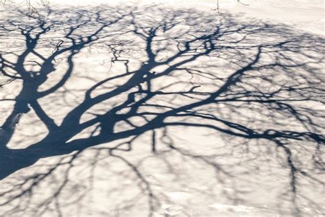 Looming Shadows Some Thoughts On Avoidance Tree Shadow Shadow Tree