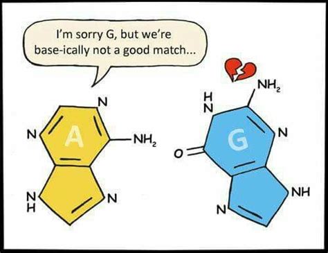 Biology Dna Base Pairs Humour Mit Bildern Chemie Witze Biologie
