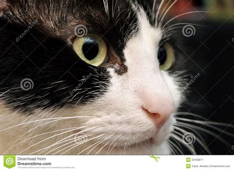 Cute Cat Face Stock Image Image Of Furry Black Nose