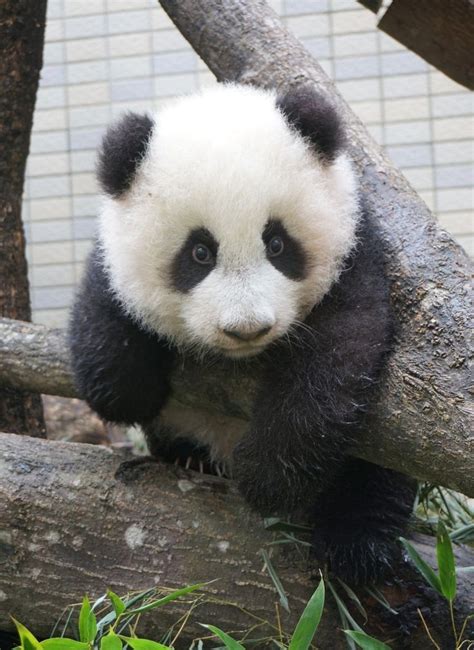 30 Best Images About Baby Panda Bears On Pinterest San