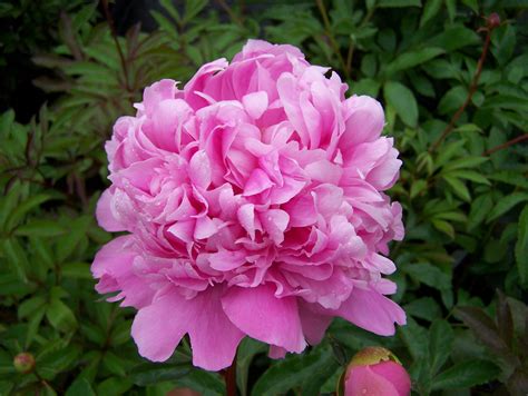 Buy Paeonia Lactiflora In Variety By Mail Order