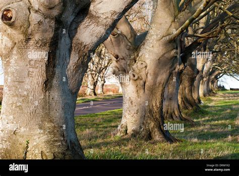 The Famous Beech Avenue Near Kingston Lacy Dorset England Uk Stock