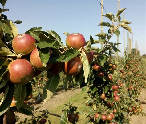 More Flowers Around Apple Orchards Can Yield Higher Harvest