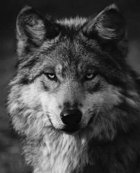 волк голова фото 2 тыс изображений найдено в ЯндексКартинках Черные