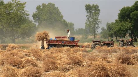 Basmati The Depths Of Rice Export History In Pakistan Par