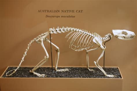 Australian Native Cat Dasyurops Maculatus Cliff Flickr