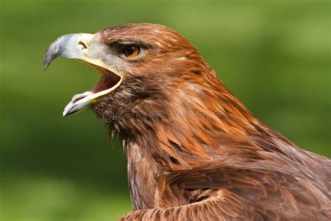 Golden Eagle Aquila Chrysaetos Open Beak Screaming Stock Image Image