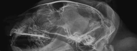 Feline Head Imaging Continuity With Practitioner And Radiology