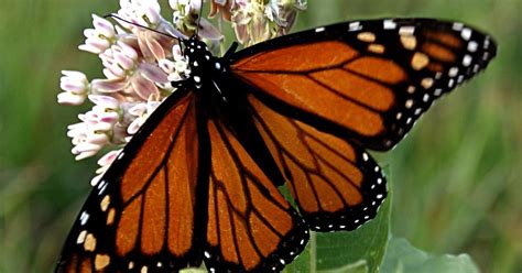 Species Spotlight: Monarch Butterfly