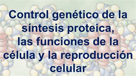 3control Genético De La Sintesis Proteica Las Funciones De La Células