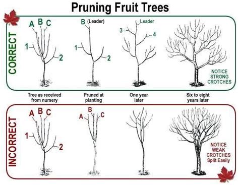 How To Correctly Prune A Fruit Tree Imgur By Guida Pruning
