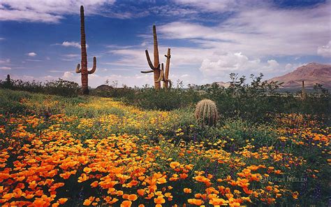 Desert Wildflowers Wallpapers Top Free Desert Wildflowers Backgrounds