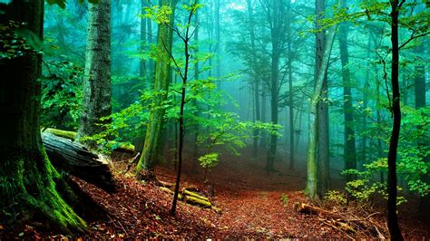 Forest Of Fog High Definition Wallpapers Hd Wallpapers