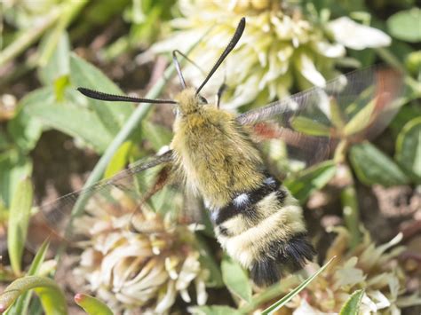 Snowberry Clearwing Moth Size Photographs Characteristics