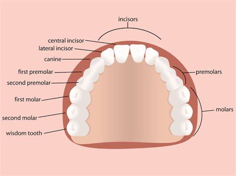 Mouth Teeth Name In Human Health Images Reference