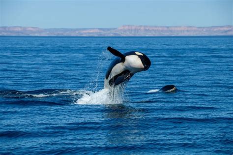 6 Unknown Facts About The Orcas