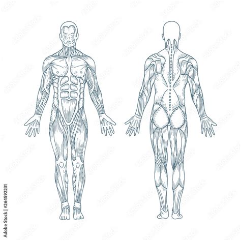 Fototapeta Anatomia człowieka Ręcznie rysowane anatomii ludzkiego