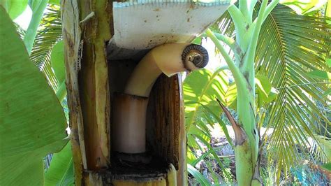 Ini cara agar buah pisang tidak pecah dan perawatan supaya terhindar dari jamur 3 cara menanam sawi tanpa semai mudah dan cepat cara tanam pisang tanduk. Teknik Menanam Pokok Pisang dari Petani Thailand - D Kebun