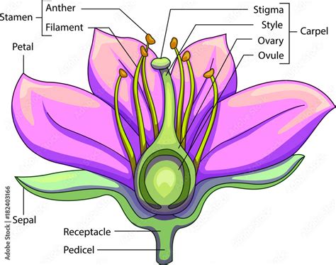 Vector Illustration Of Schematic Longitudinal Section Of A Flower With