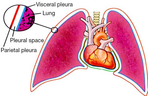 Pleura Space Anatomy Charalampidis Journal Of Thoracic Disease
