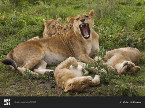 Mother Lion Protecting Cubs Offset Stock Photo Offset