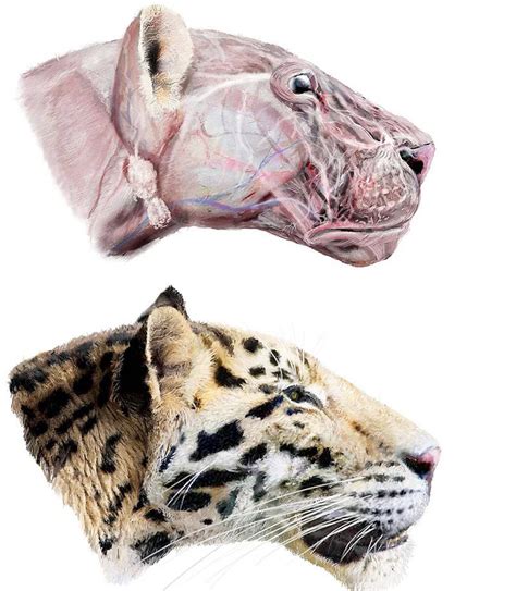 Worlds Oldest Tiger Species Discovered Live Science