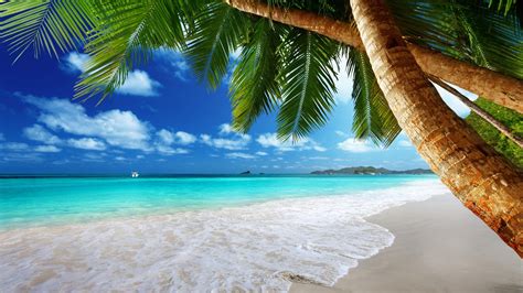 Palm Water Sea Tree 4k Sky Arecales Sandy Beach Summer Vacation Beach Tropics
