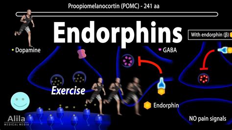 Endorphins Mechanisms Of Action Animation Youtube