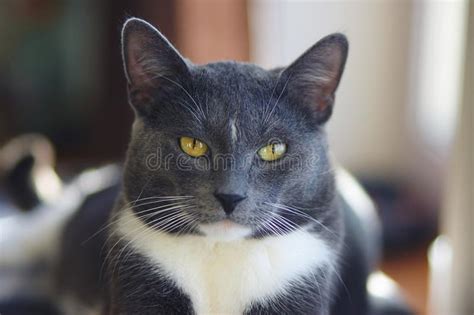 A Beautiful Gray Adult Cat With Yellow Eyes Stock Image Image Of