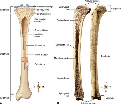 Basic Long Bone Diagram Labeled Structure And Function Of The