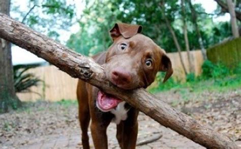 Why Do Dogs Like Sticks Dogvills