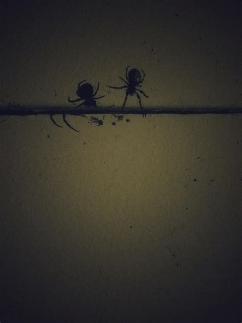 A Spider And His Doppelganger Lurking Outside My House Spiders