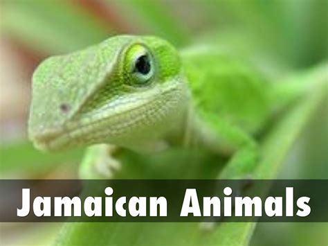 Jamaican Animals By Jxjerry