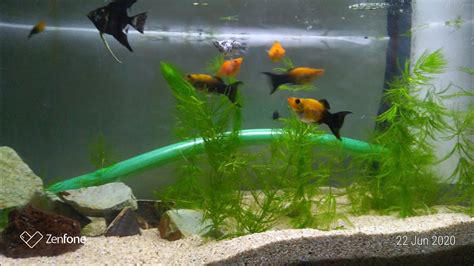 video melihat kemampuan kerang hijau jernihkan air laut. Cara membuat filter aquarium ikan sederhana dengan hasil ...