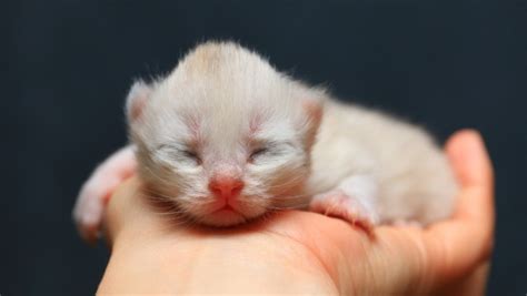 Understanding Recognizing And Treating Flat Chested Kitten Syndrome