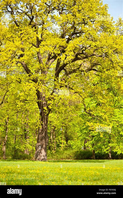 Large Oak Tree Green Hi Res Stock Photography And Images Alamy