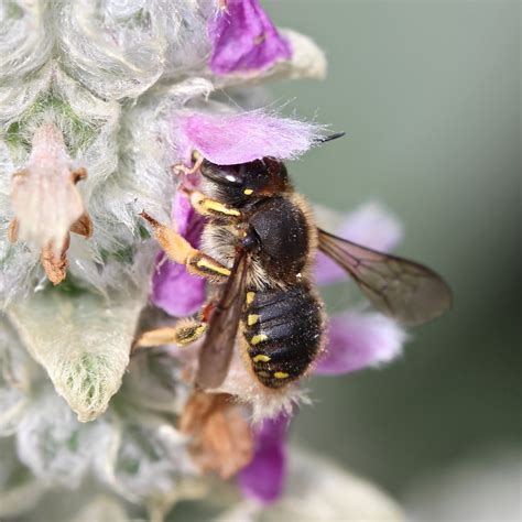 Check spelling or type a new query. TrogTrogBlog: Bee of the week - Wool-carder bee