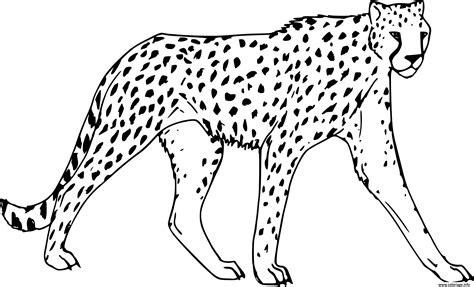 Coloriage Guepard Felins De La Jungle Dessin Animaux De La Jungle à