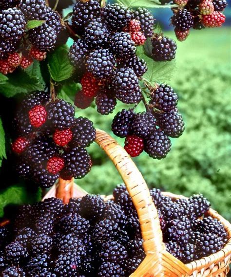 Once your plants arrive, plant them immediately. Blackberry Folk Traditions | Fruit garden, Blackberry tree ...