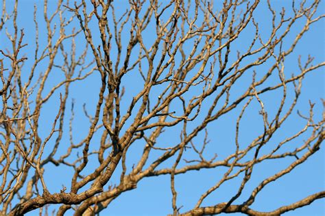Dry Branches Of Tree Free Stock Photo Public Domain Pictures