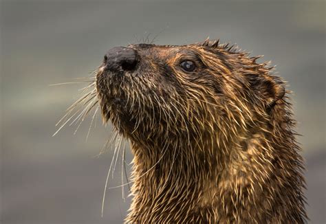 british columbia curious river otter