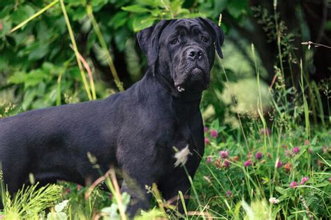 The Cutest Black Dog Breeds To Adopt In 2021 Readers Digest