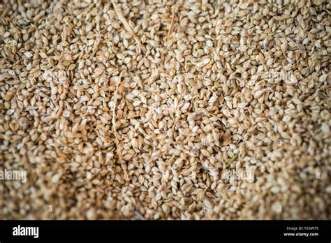 Grain In Africa Hi Res Stock Photography And Images Alamy