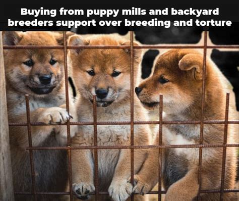 Hi lizzie, please tell me how much shib do you have. How Much Do Shiba Inu Puppies Cost? - My First Shiba Inu