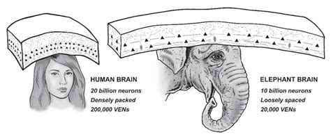 Elephant Brain Vs Human Brain