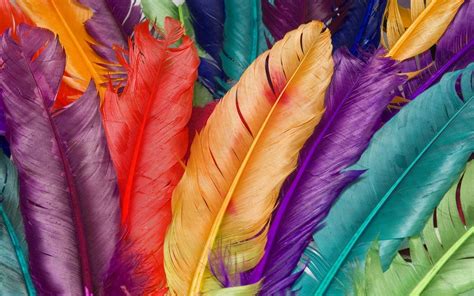 Bird Feather Wallpapers Top Free Bird Feather Backgrounds
