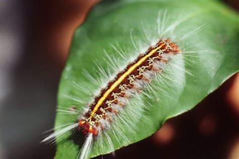 Some have hairs that can break away and cause respiratory irritation. Hairy caterpillar | Hairy yellow and black caterpillar ...