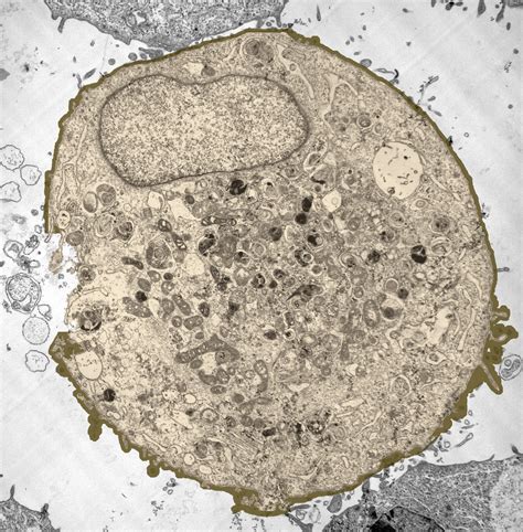 Cells consist of cytoplasm enclosed within a membrane, which contains many biomolecules such as proteins and nucleic acids.2 most plant and animal cells are only visible under a light microscope, with dimensions between 1 and 100 micrometres.3 electron microscopy gives a much higher. Animal Cells and Plant Cells | Cell As a Unit of Life