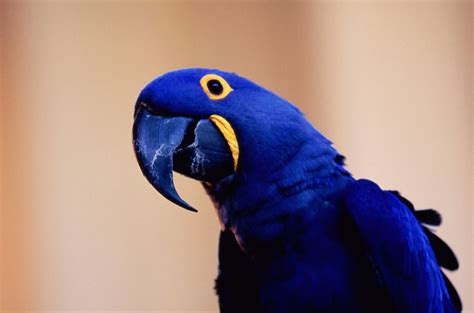 Learn How To Care For Hyacinth Macaws Blue Parrots Macaw Colorful