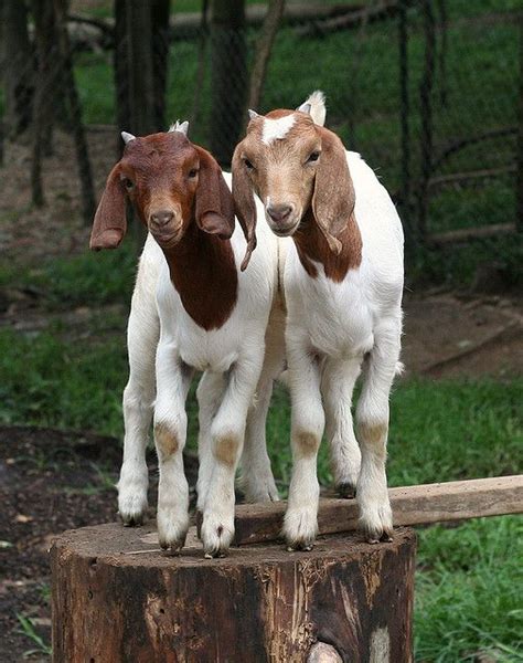 1051 Best Farm Animals Goats Images On Pinterest Farms Raising